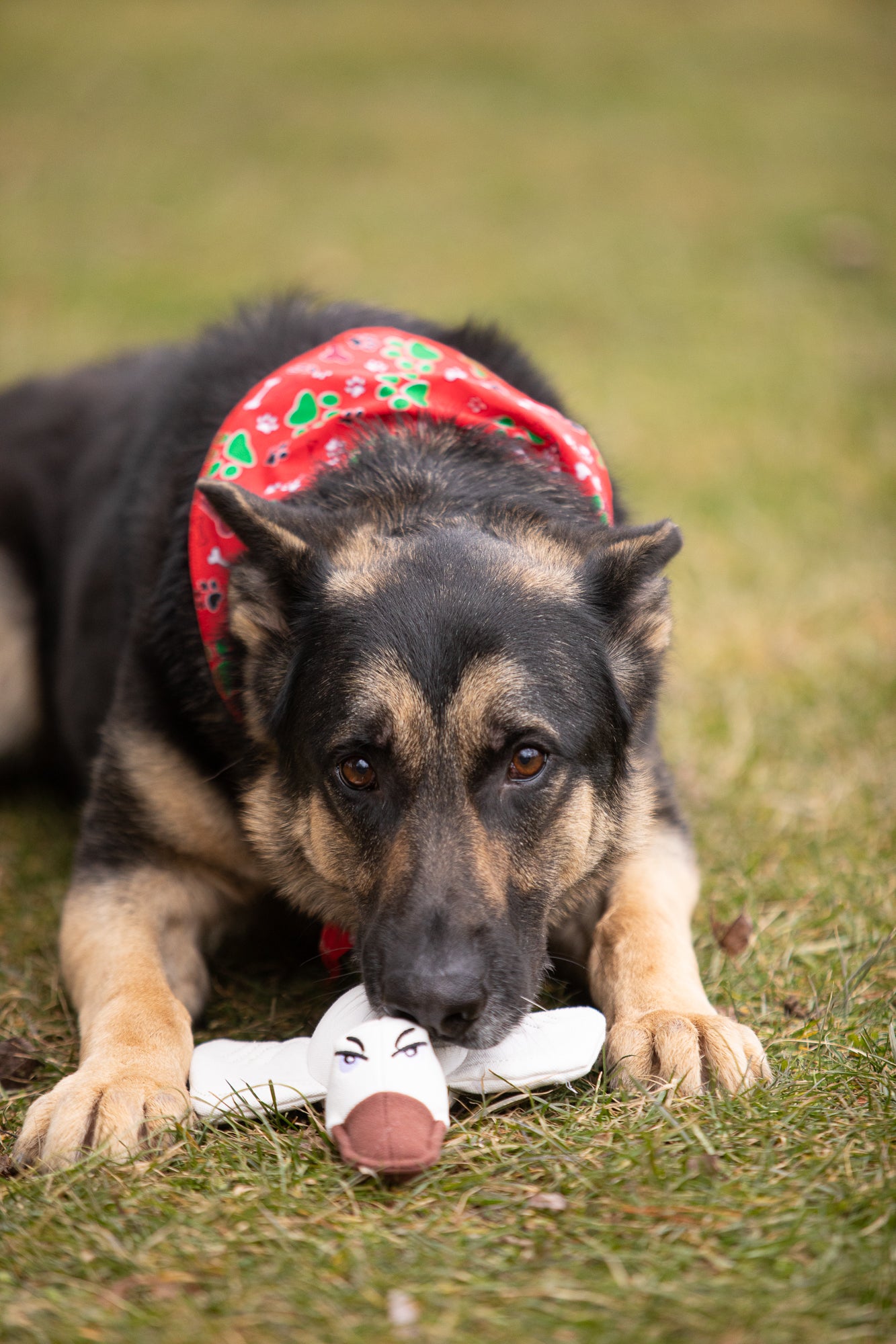 Pata Pal Non-Toxic Dog Toy, Ducky, Eco-Friendly & Tested Child-Safe Pet Toys