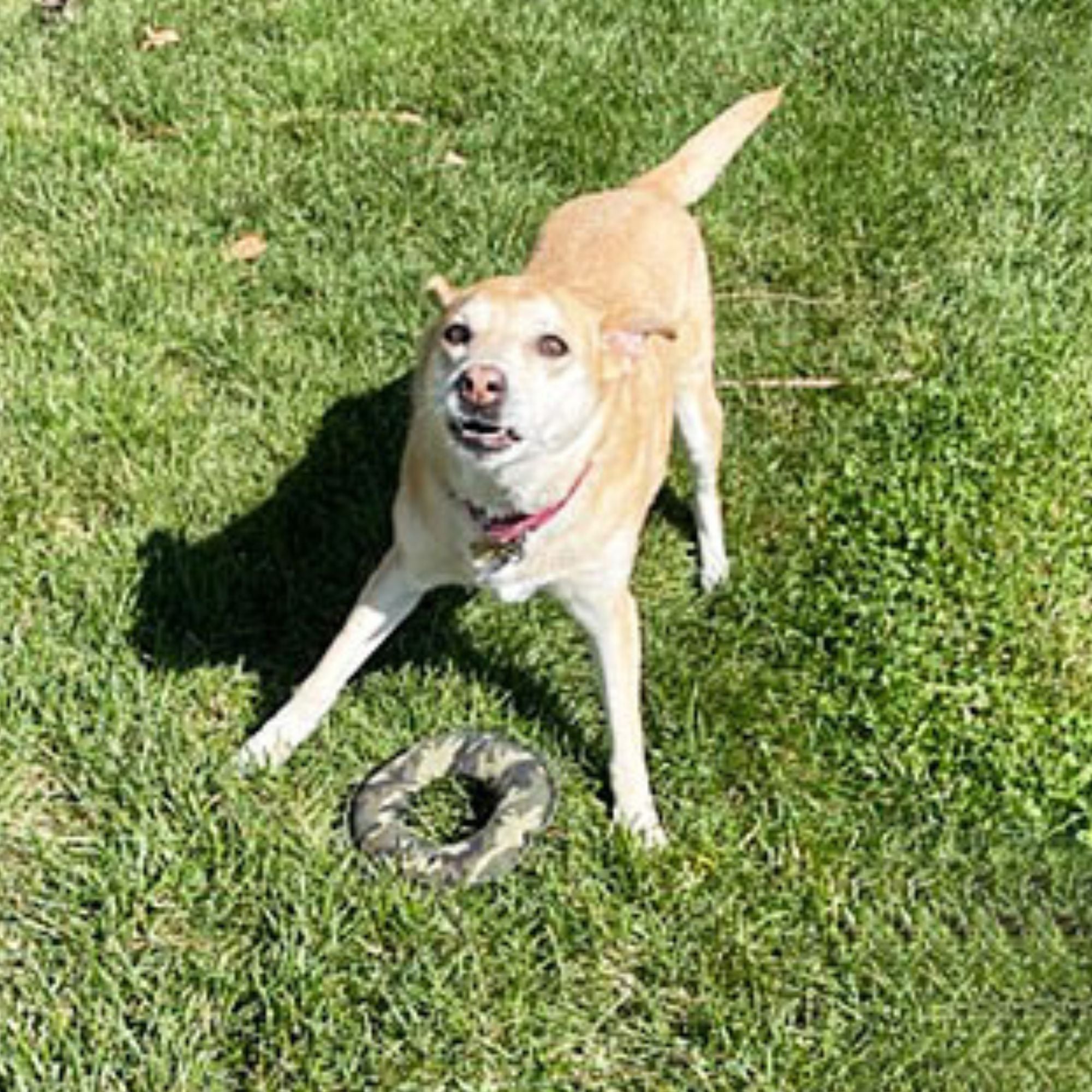 2pc Pata Pal Pet-Safe Dog Toys, Labby-Do & Camo Disk Pet Chew Toy Set, Sustainable, Eco-Friendly & Tested Child-Safe