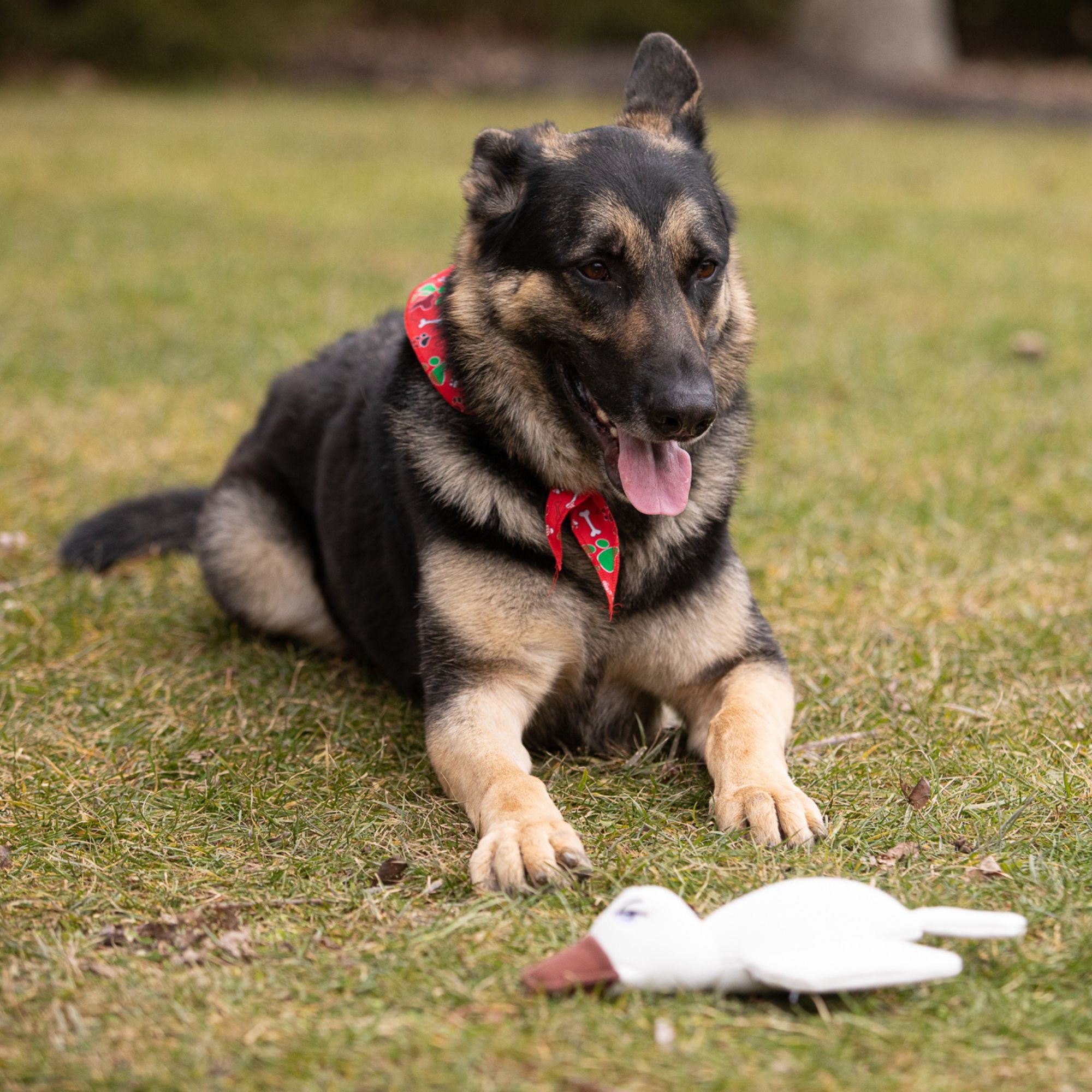 Pata Pal Non-Toxic Dog Toy, Ducky, Eco-Friendly & Tested Child-Safe Pet Toys