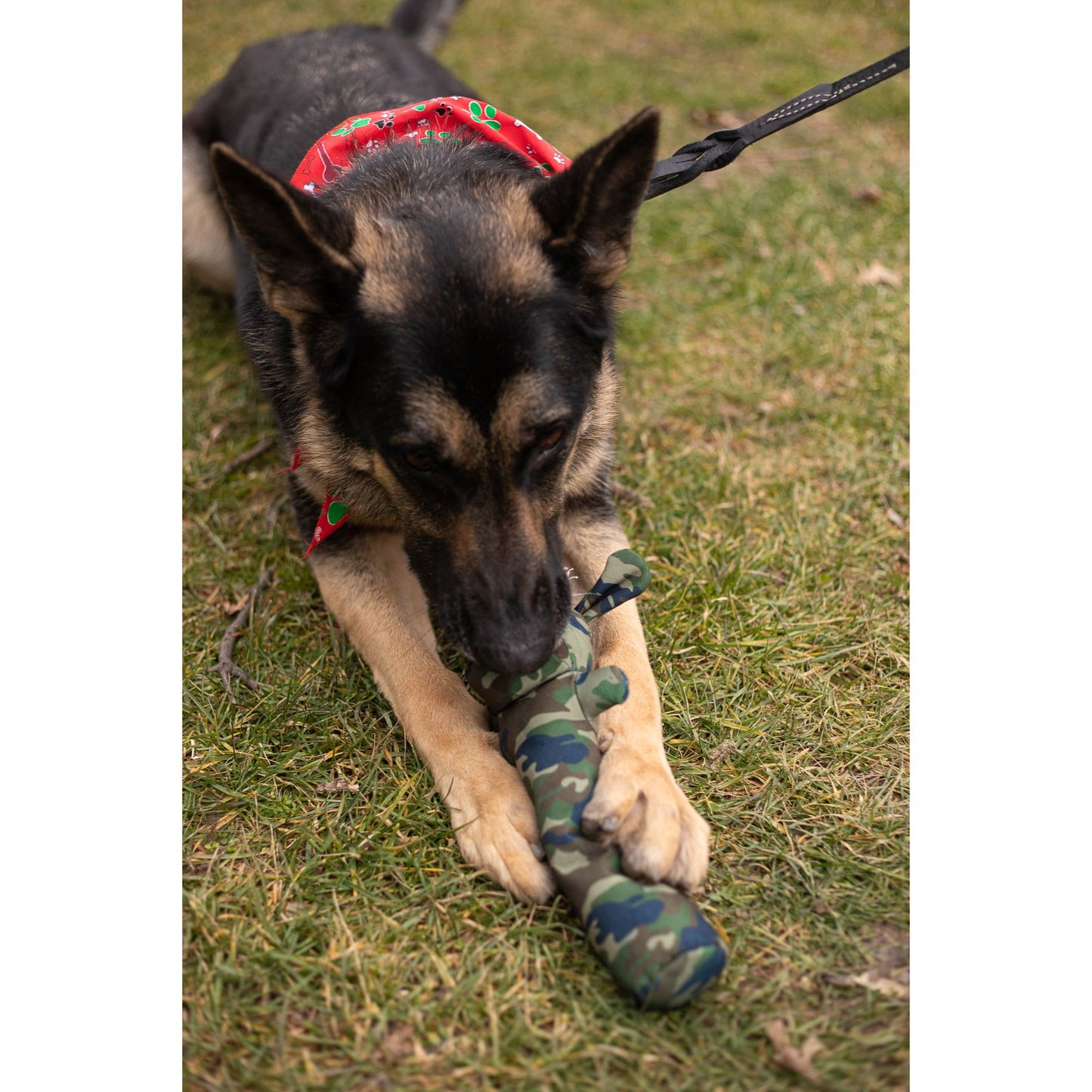 Durable Squeaky Dog Chew Toy Cotton Canvas -Sarg