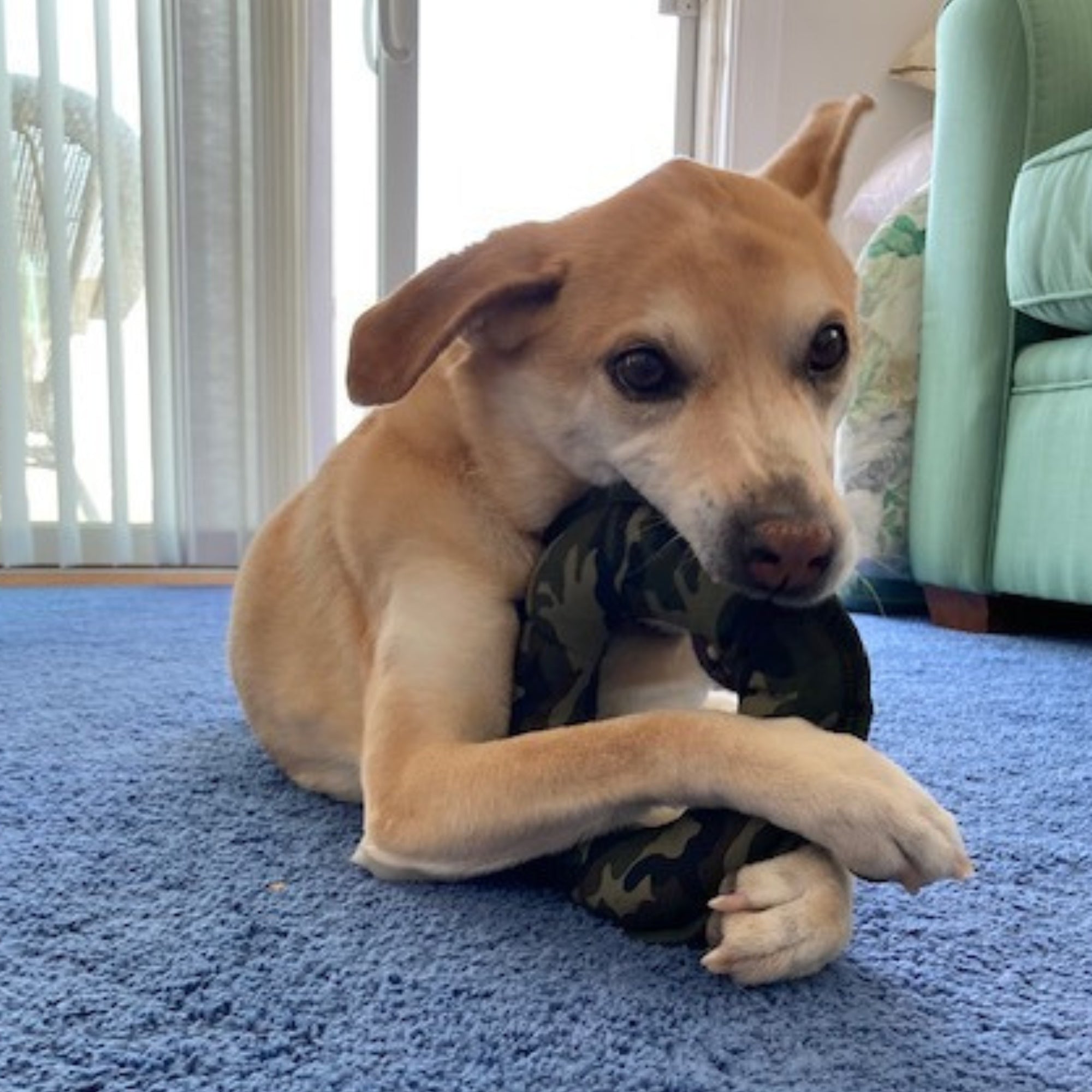 Pata Pal Camo Disk Pet Chew Toy, Sustainable, Eco-Friendly & Tested Child-Safe, Non-Toxic