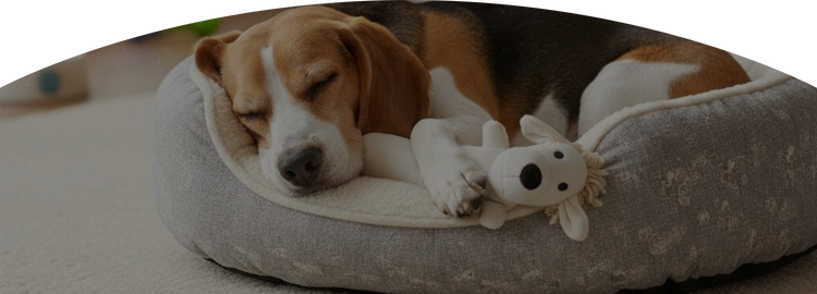 About Pata Pal Pet Toys
